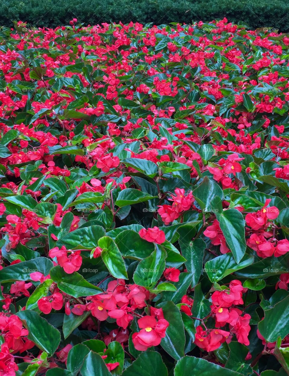 Red and Green flower Bed