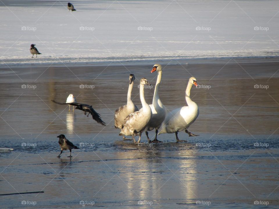 Birds in a city park on a frozen river