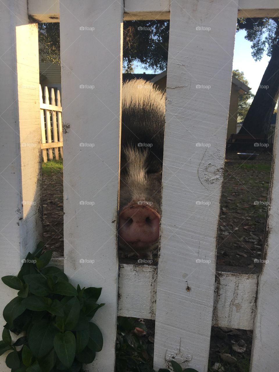 Pig looking through a white picket fence 