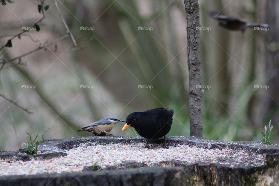 Nuthatch whispering in Blackbird’s ear