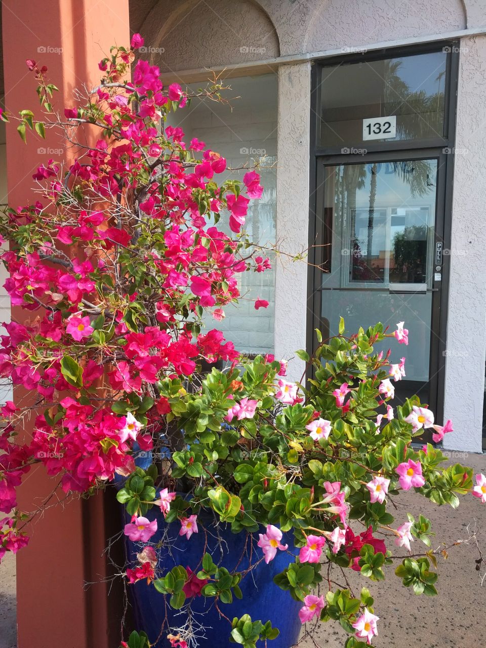Pink Flowering City Garden