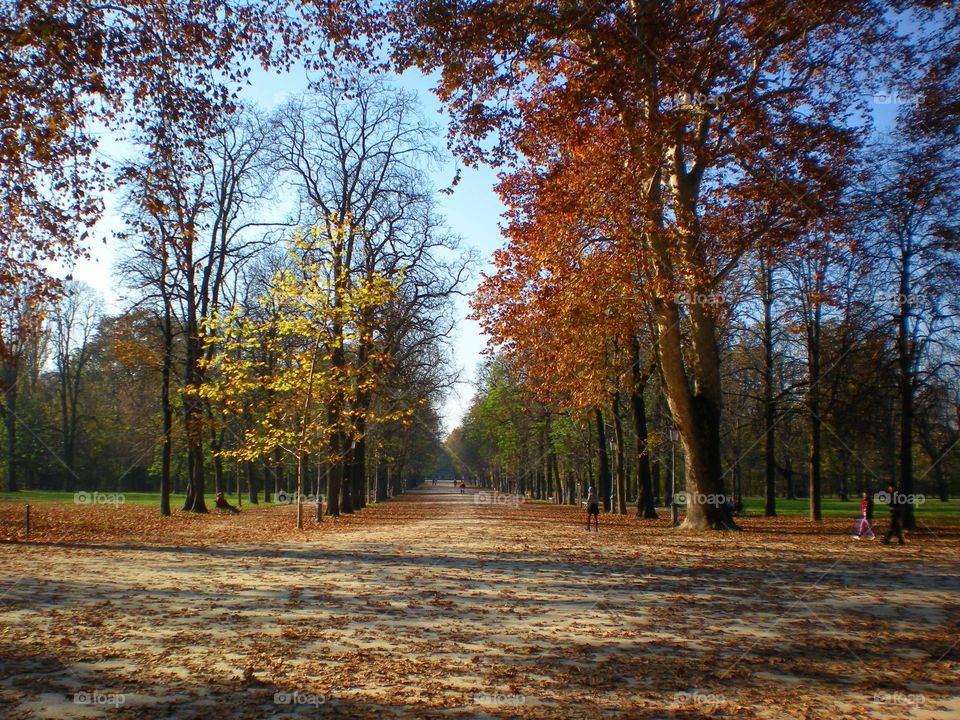 Autumn trees in forest