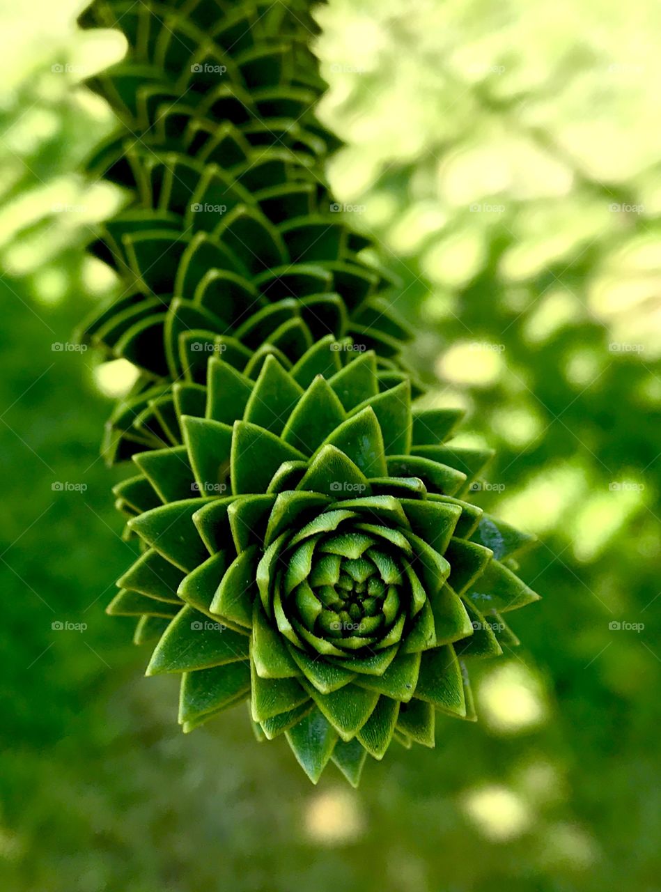Spiral in green