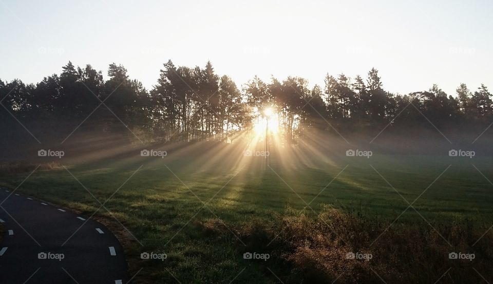 Sunshine through the trees in morning