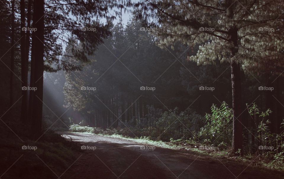 Forest with road and light