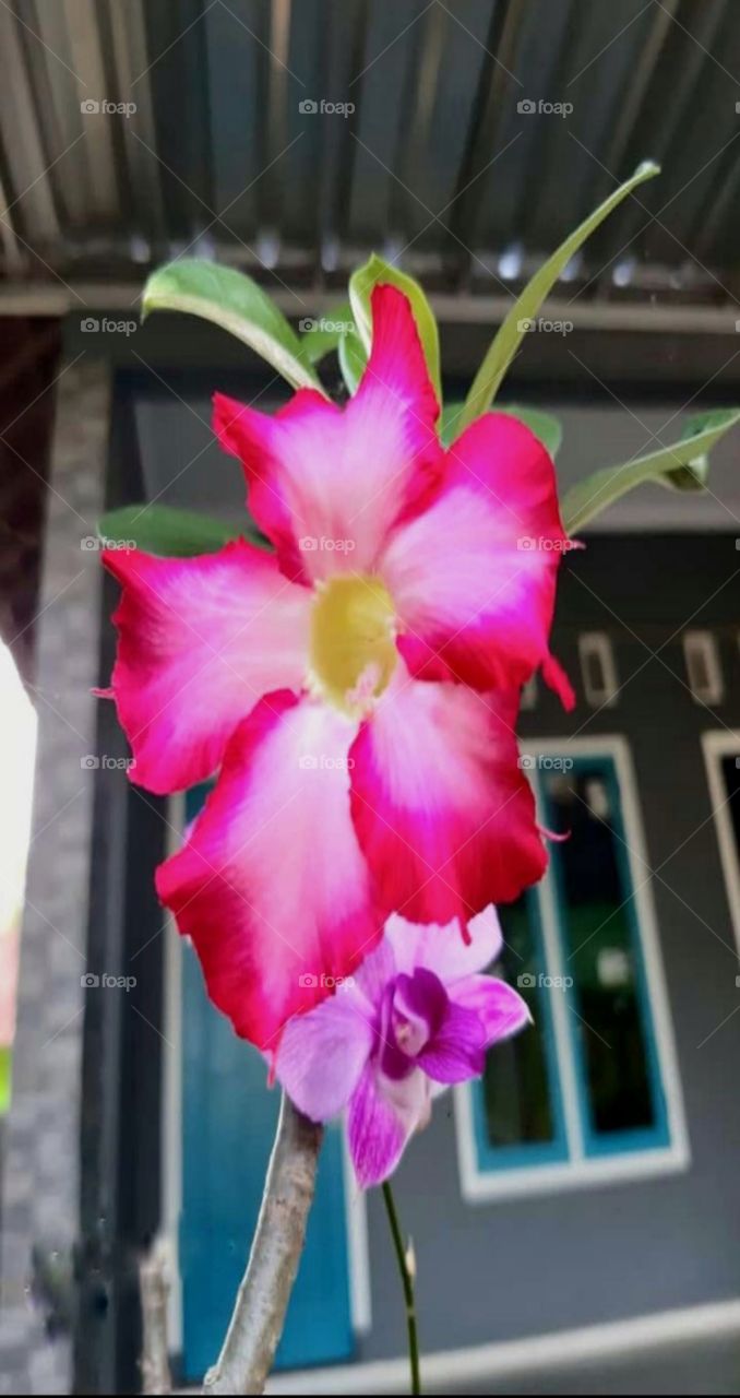 Japanese frangipani flower