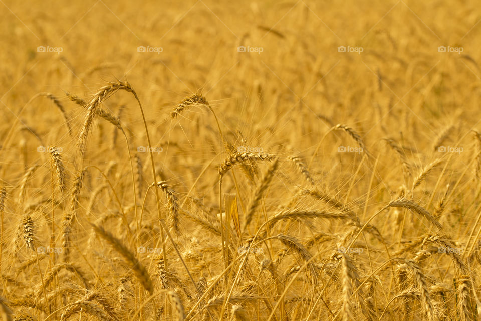field of rye during the golden hour . close up