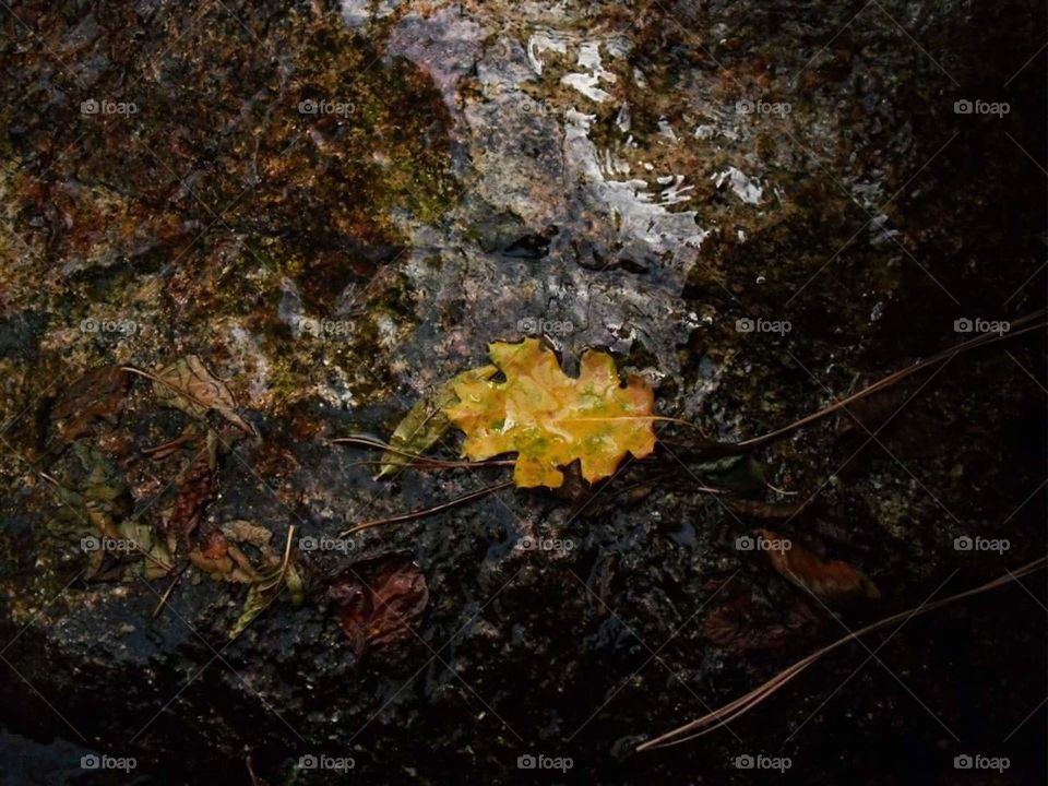 yellow leaf underwater