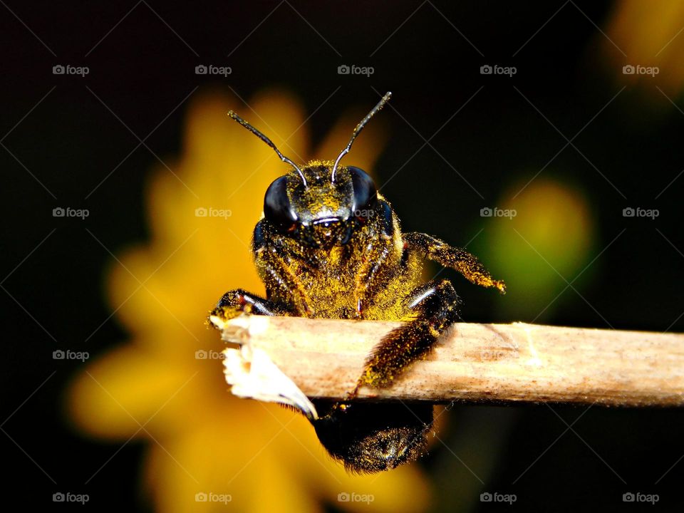 Best Macro Shot - DUSTY the bee - Pollen, in the form of bee bread, is the honey bee's main source of protein and it also provides fats/lipids, minerals, and vitamins