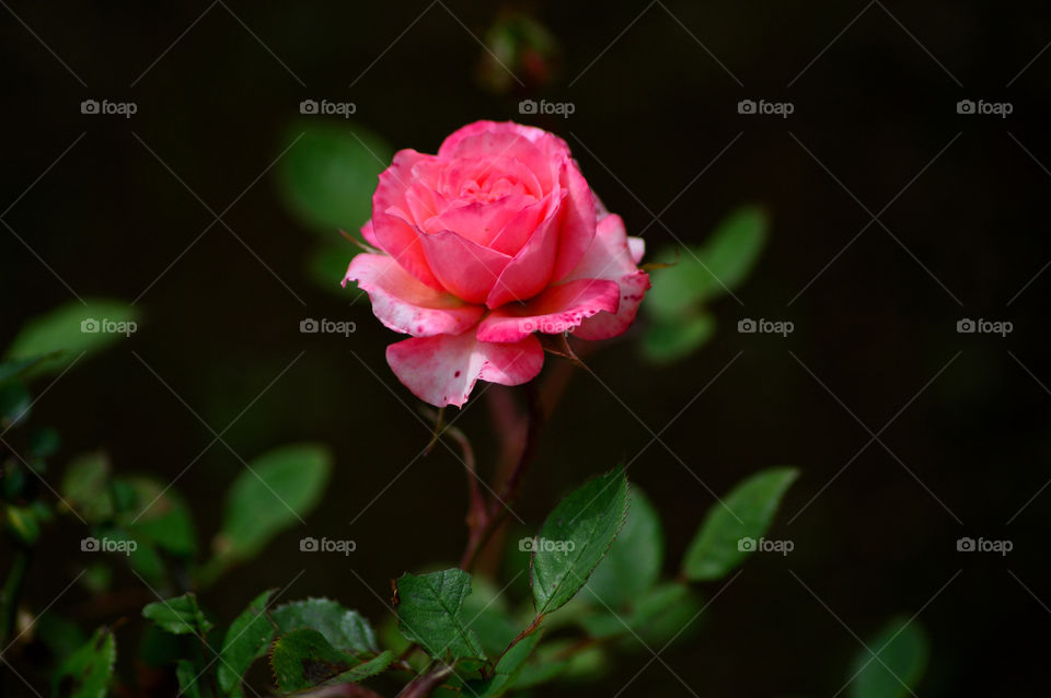 a pink rose blooming in my garden