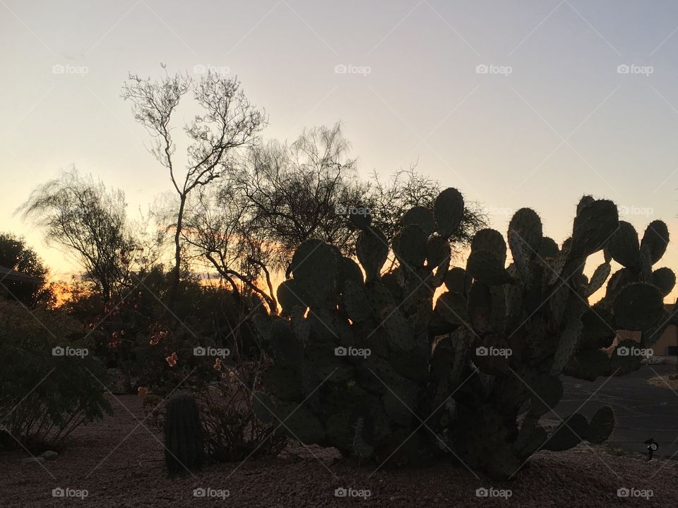 Prickly Pear cactus 