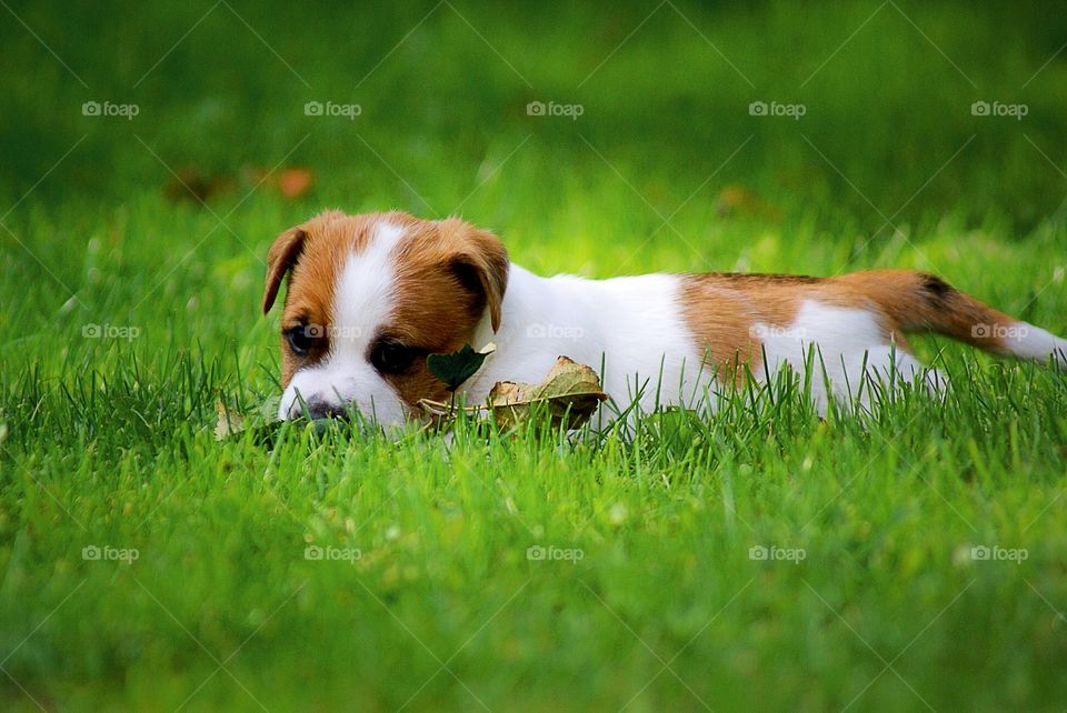 Jack russell puppy on grass