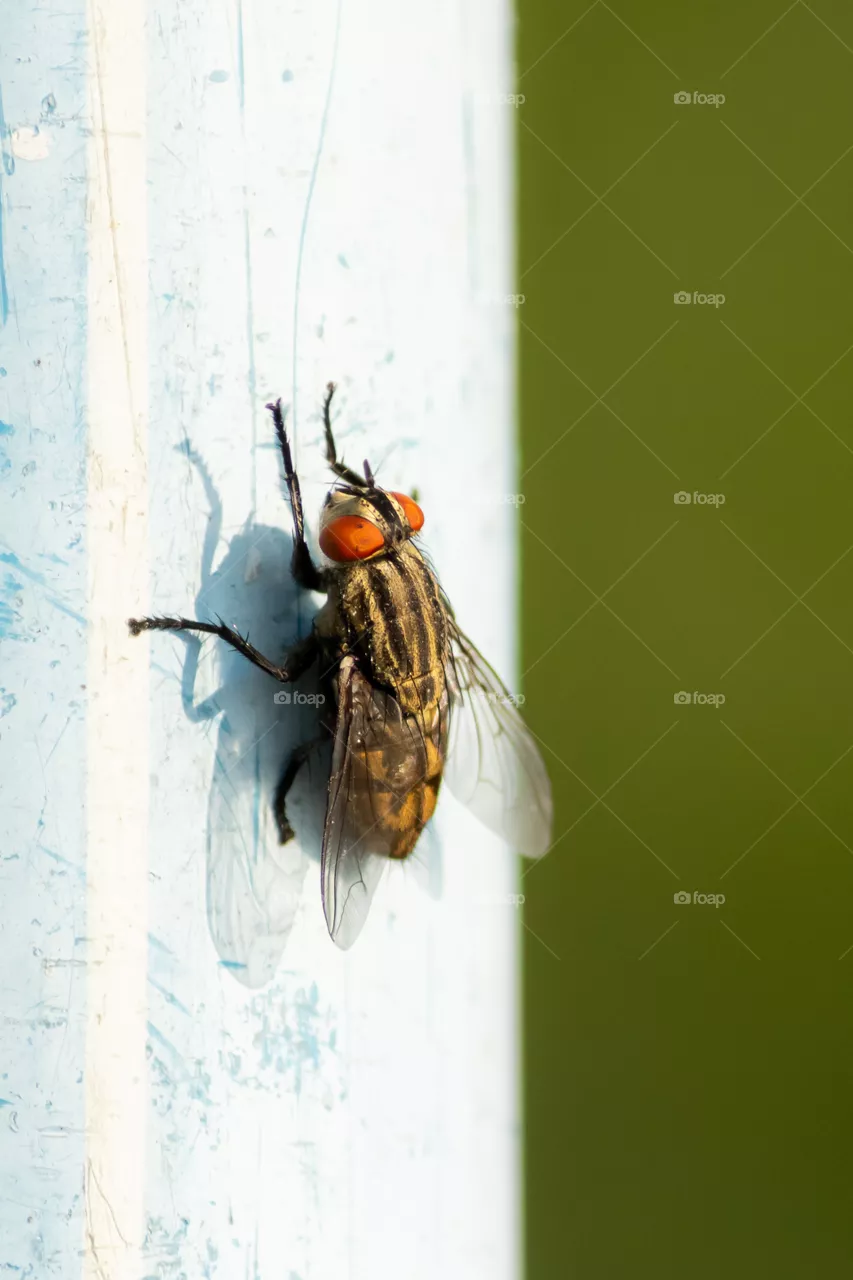 Housefly