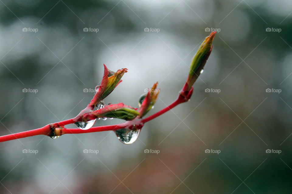 Closeup of my coral Japanese maple just beginning to bud its bright green leaves. The water droplets from a light spring rain reflect the pine tree behind.