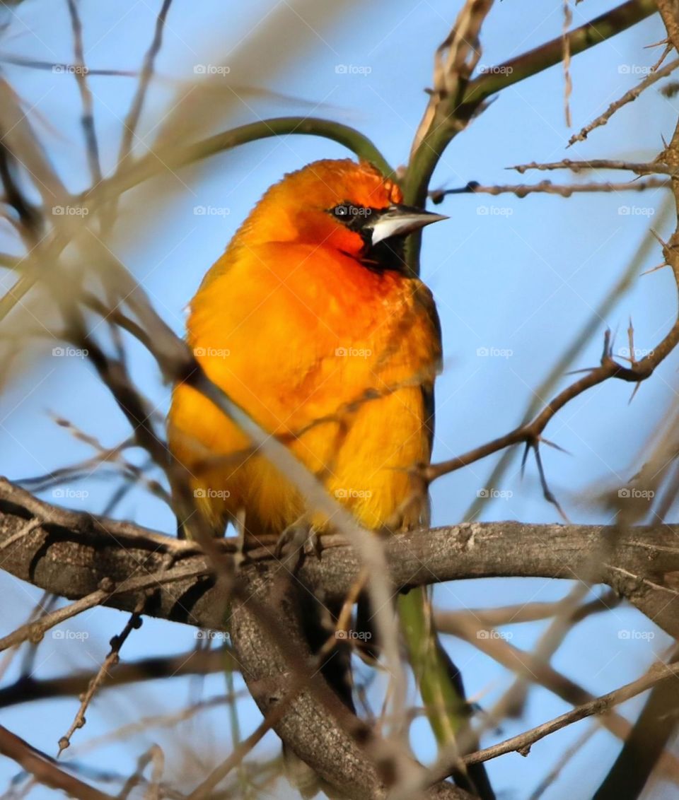 Streak-backed Oriole on a Branch