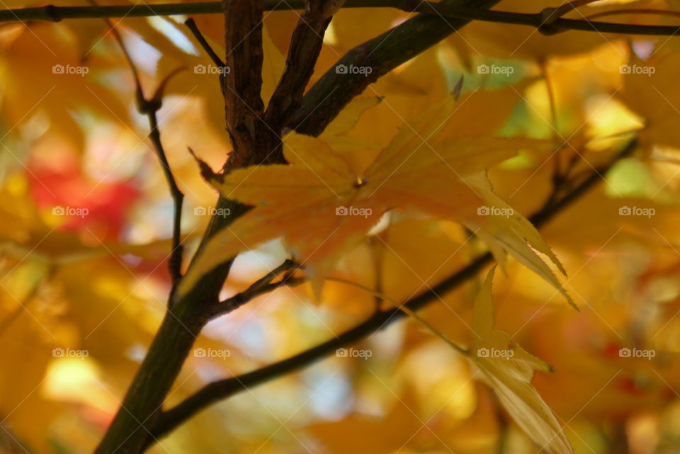 Autumn leaves