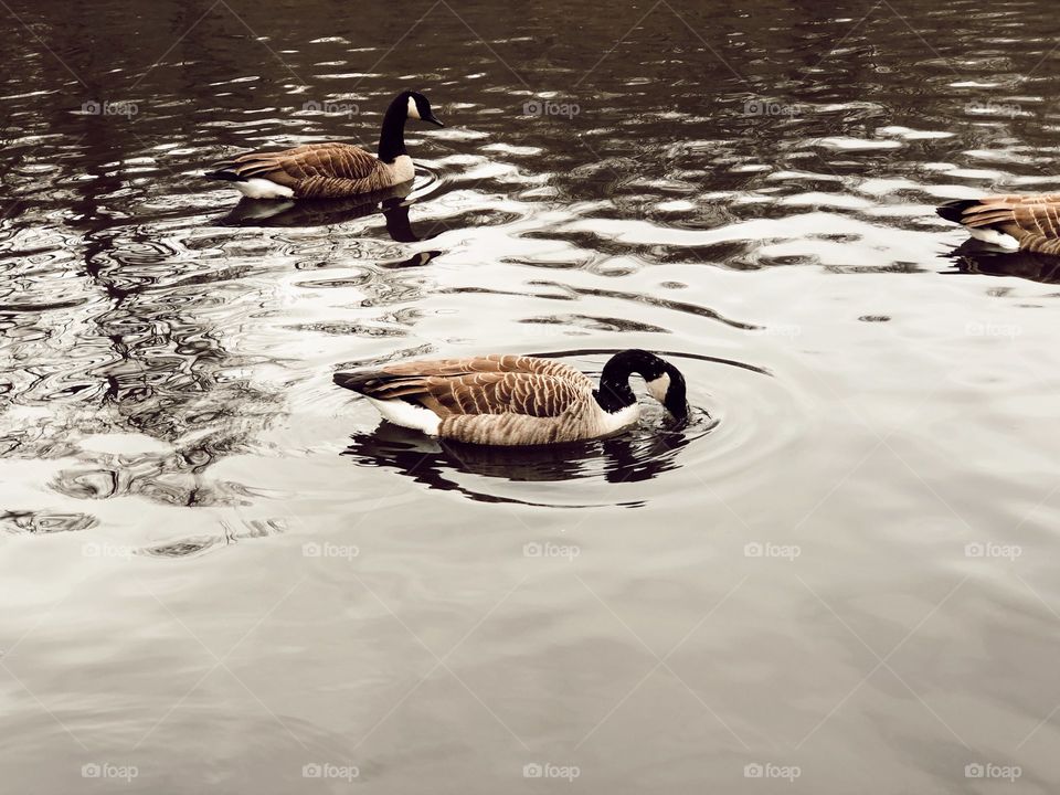 Two ducks in a pond.