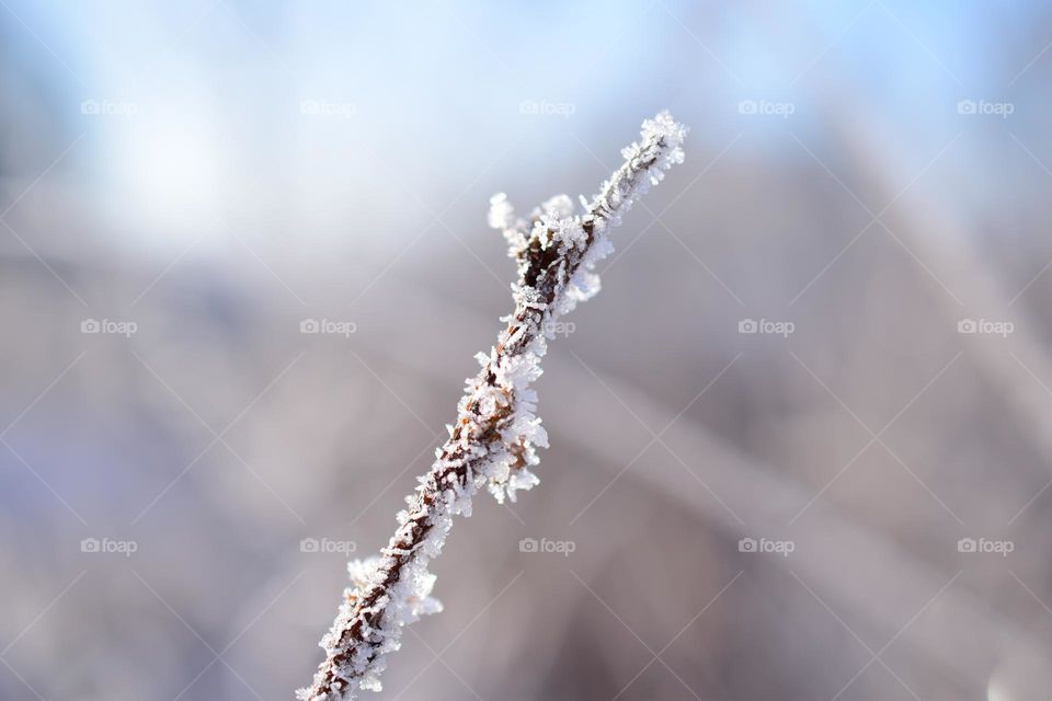 Frosty tree branch 