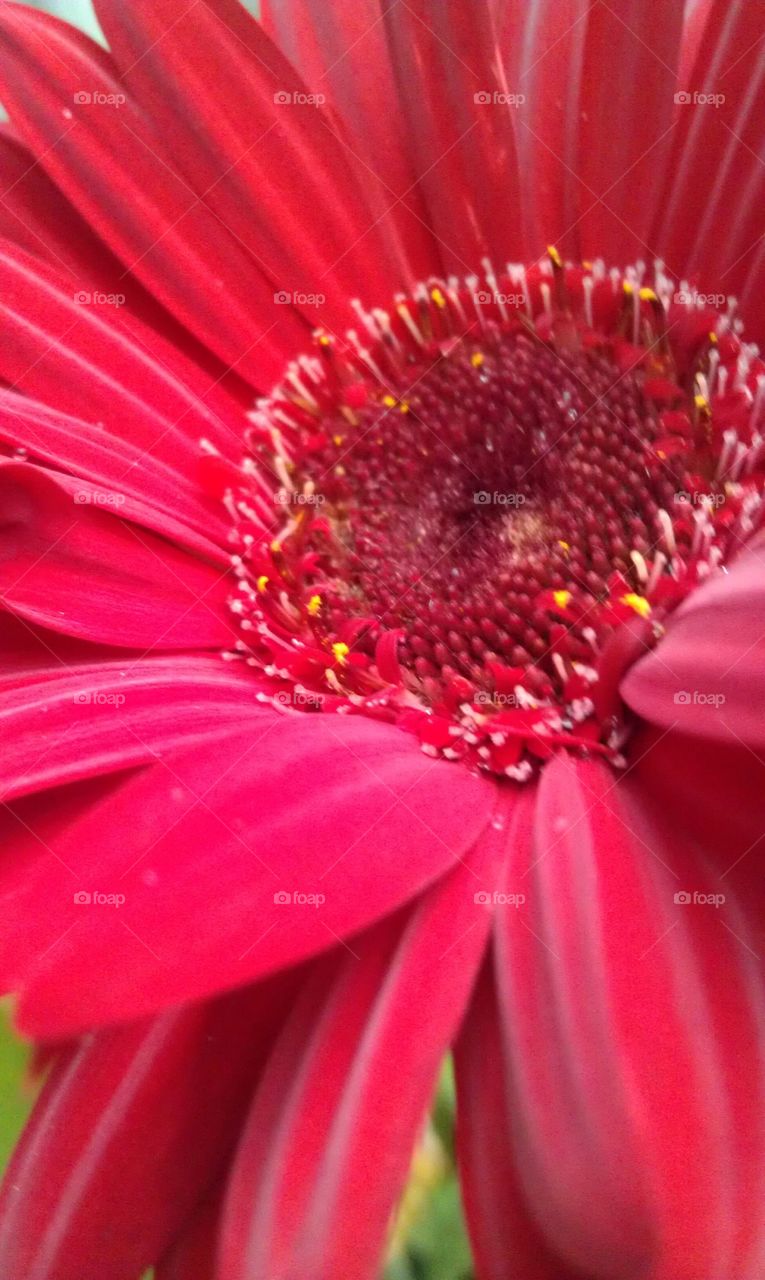 Pink Gerber Daisy