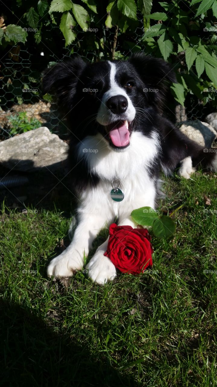 Dog with rose🌹