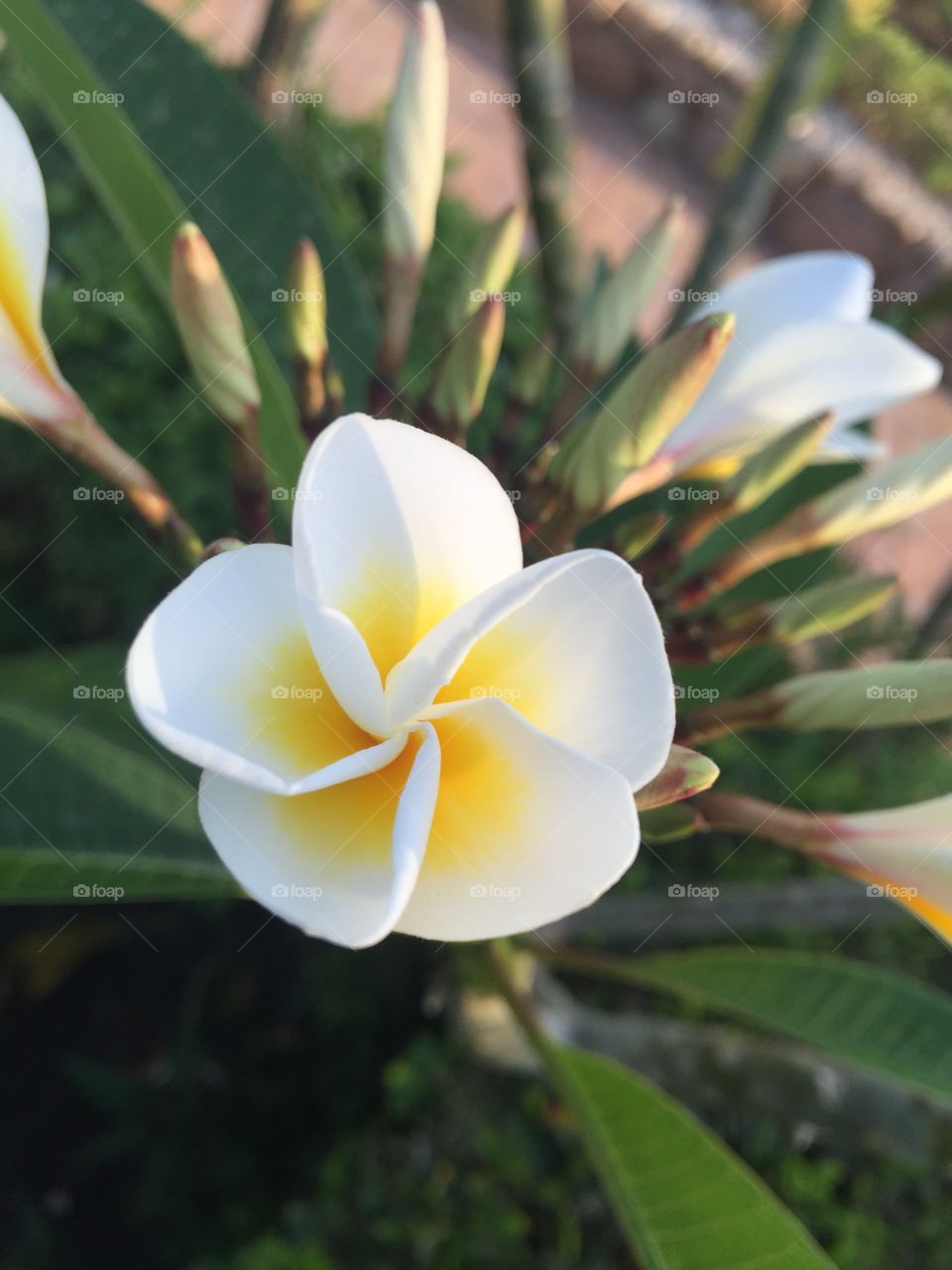 White beautiful Frangipani flower