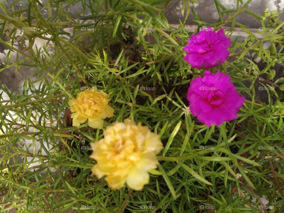 pink and yellow flower seasonal fresh shurb small size looks very beautiful generally found everywhere