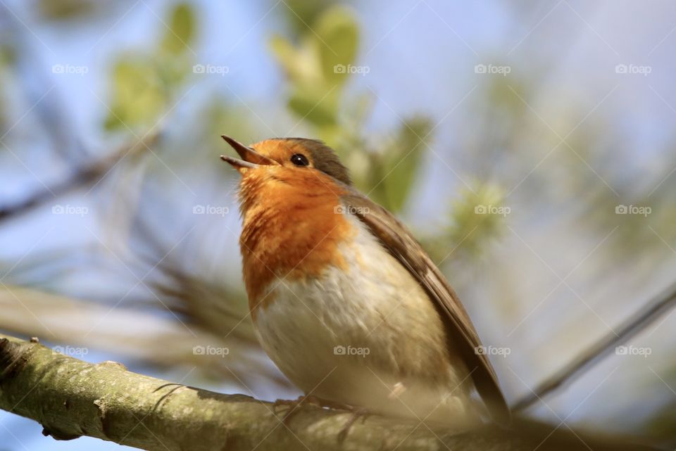 Robin