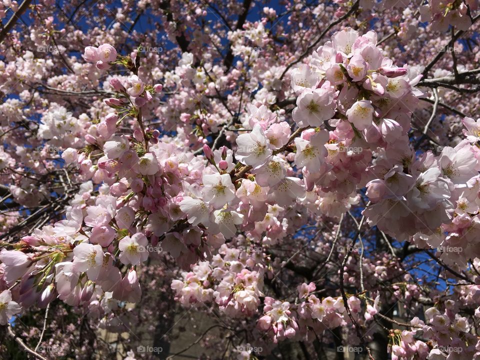 Pink blossoms in Connecticut