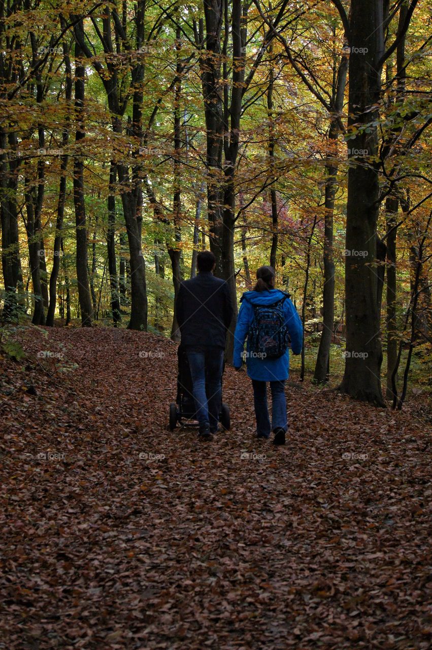 Walking the woods