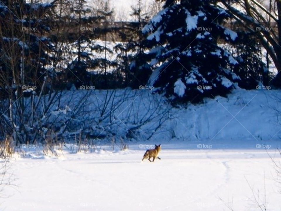 Foxy winter