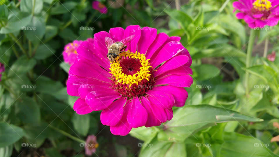 Bee on flower