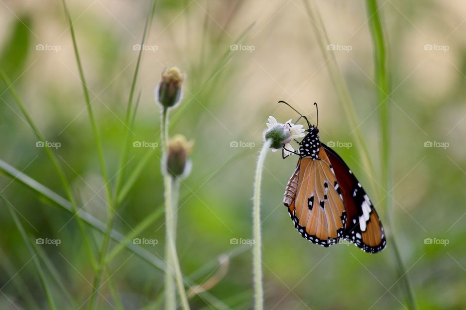 Butterfly and Blossom 