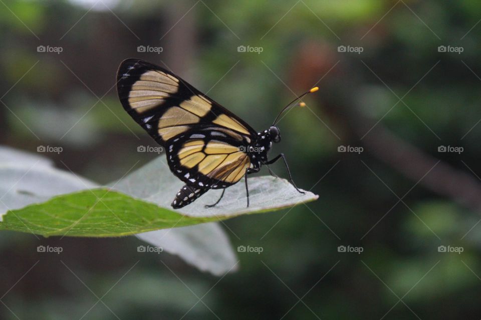 visita ilustre no meu jardim