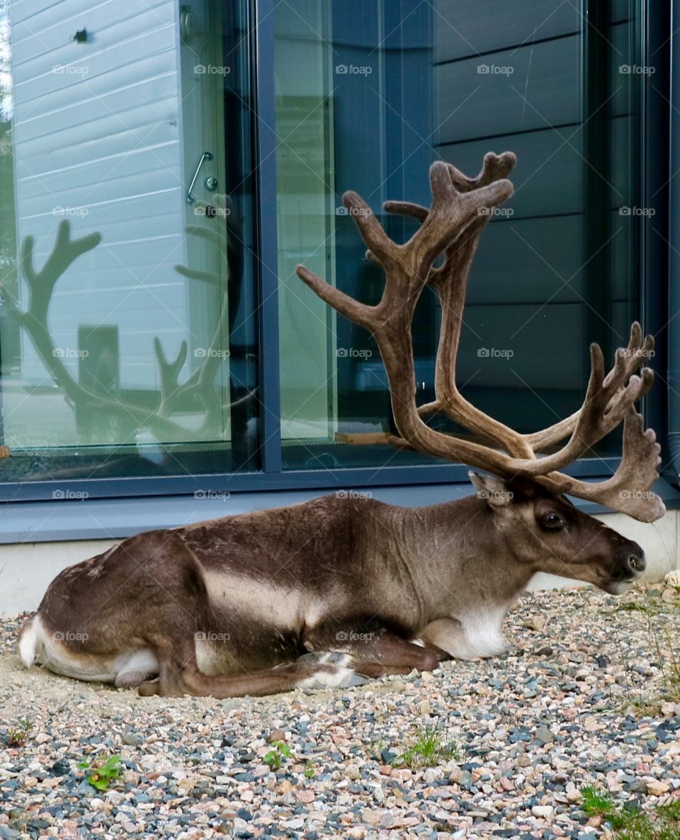 Reindeer rests in the shade