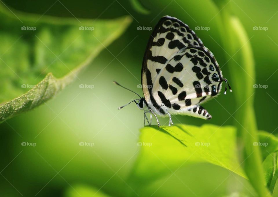 Continental common pierot. Strip regular of black and baseline whitening colour of wings. Category of tiny size butterfly which interest to the short plant of grass field .