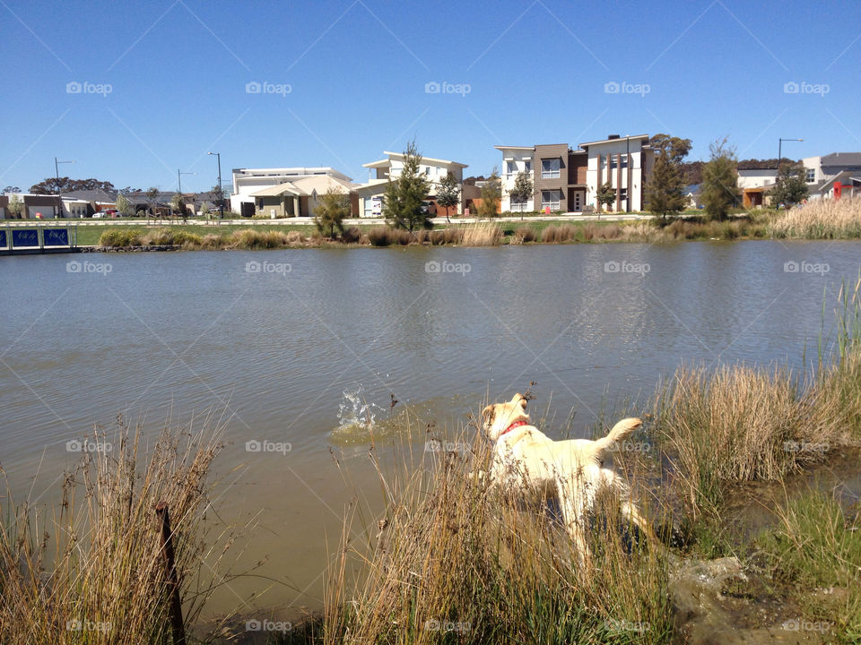 dog lake jumping retriever by splicanka