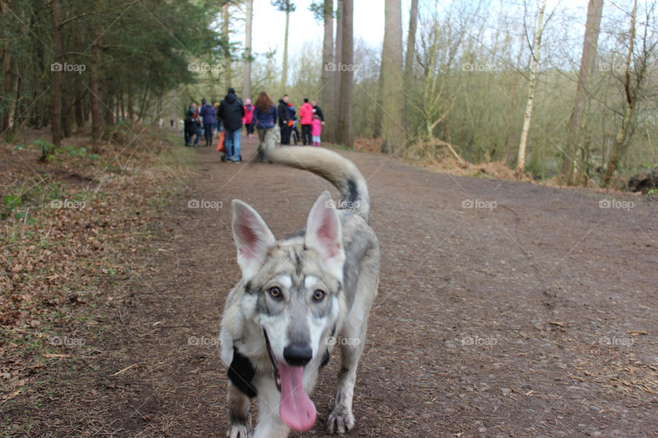 Dog in the park