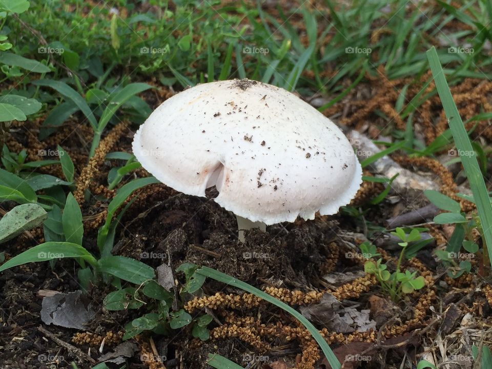 White mushroom in summer