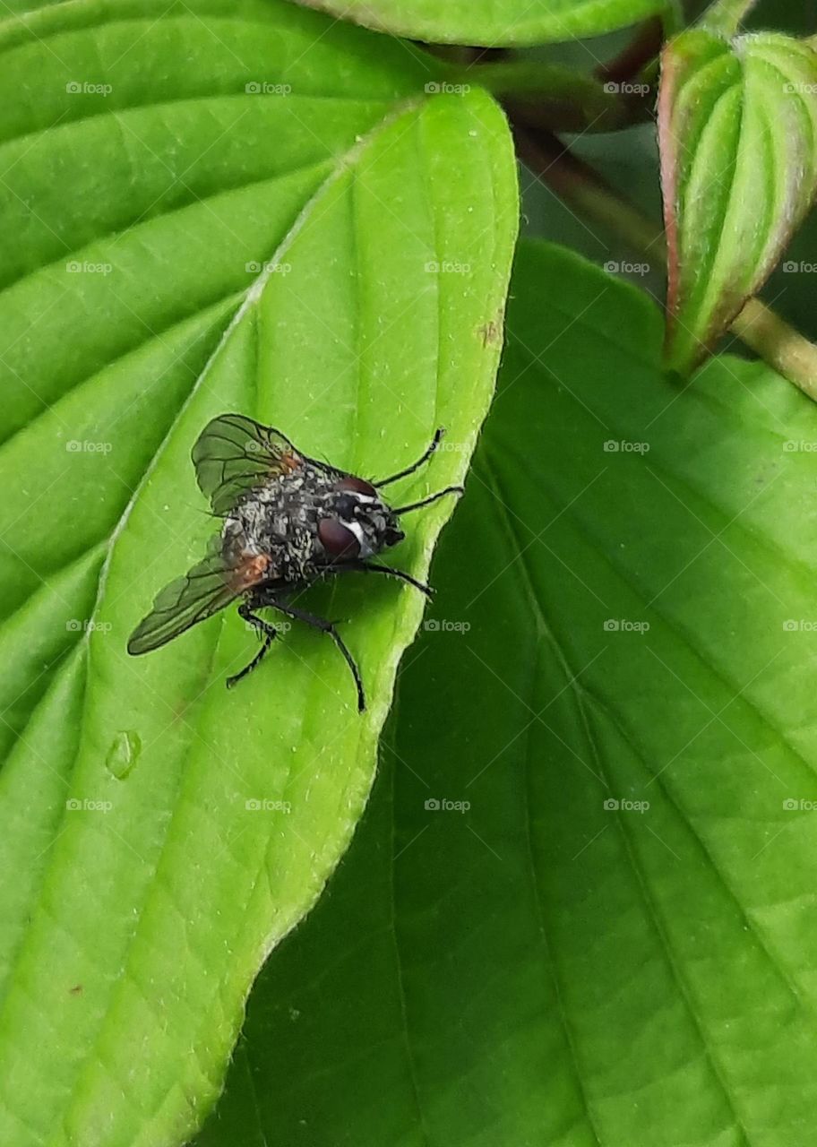 close-up  of a fly on a green leaf