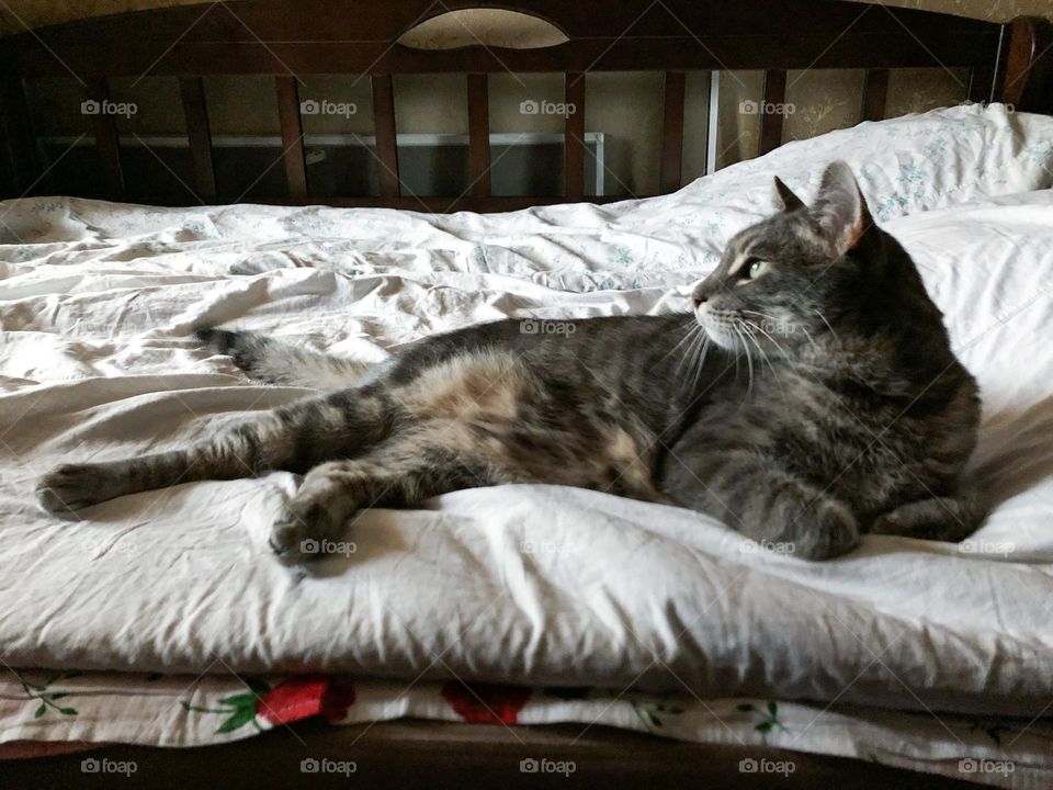 Cat lies on the sofa