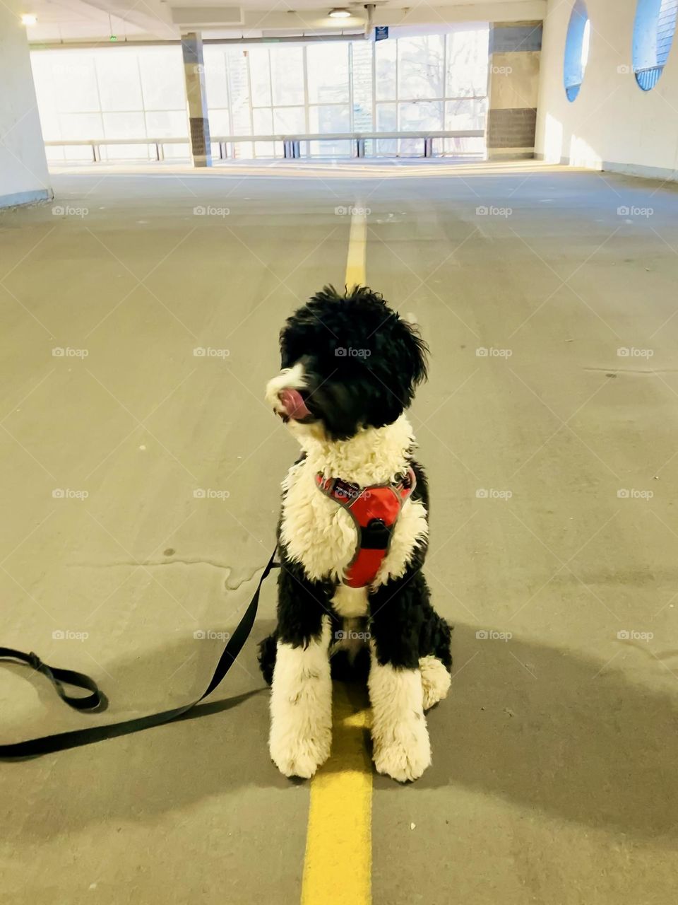 An early morning walk with my one year old Bernedoodle found us in a parking garage.