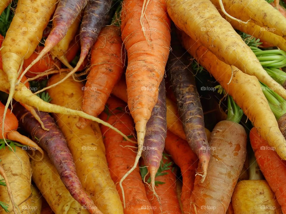 Multicolored Organic Carrots
