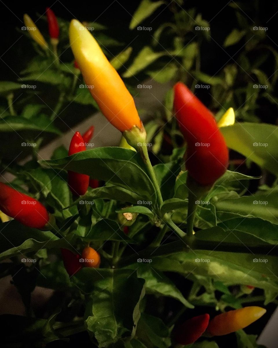 Chili peppers at night 