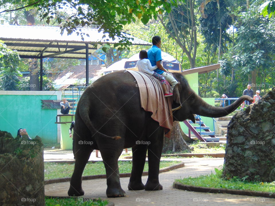 the zookeeper with the children's visitors, riding the elephant happily