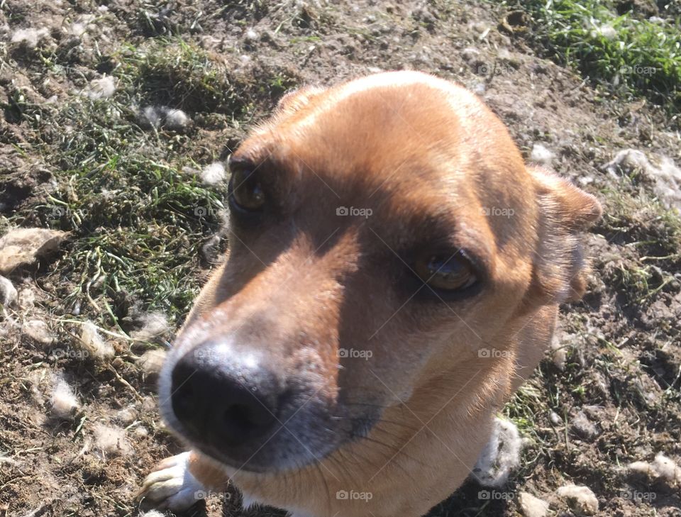 Cutest deer head chihuahua portrait. Background of earth makes his head seem to pop out at you. 