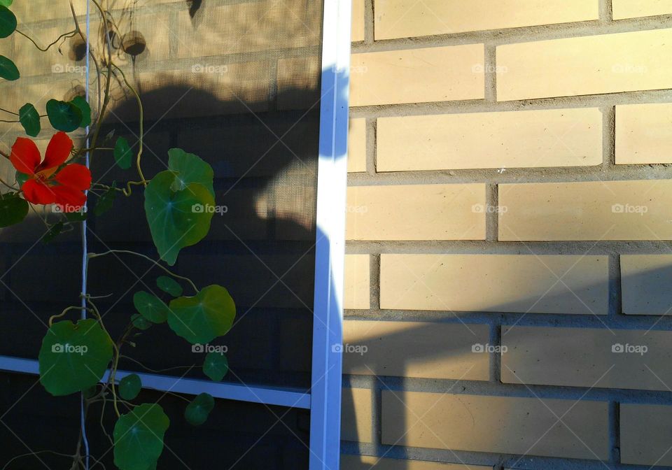 shadows cat on a brick wall