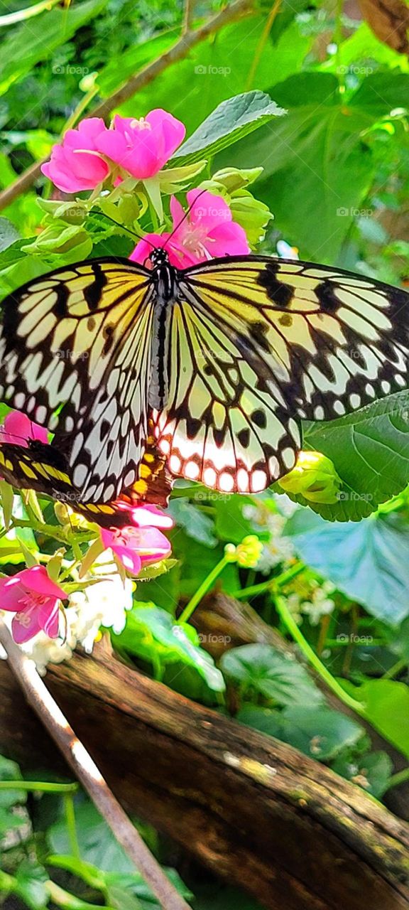 striped butterfly