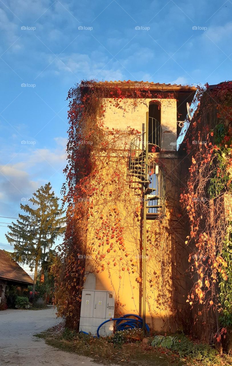 autumn house with spiral staircase outside, with wild wine red yellow and green leaves