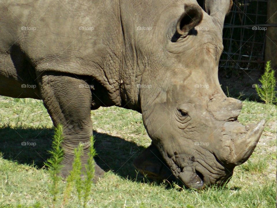 Rhino 🦏 
