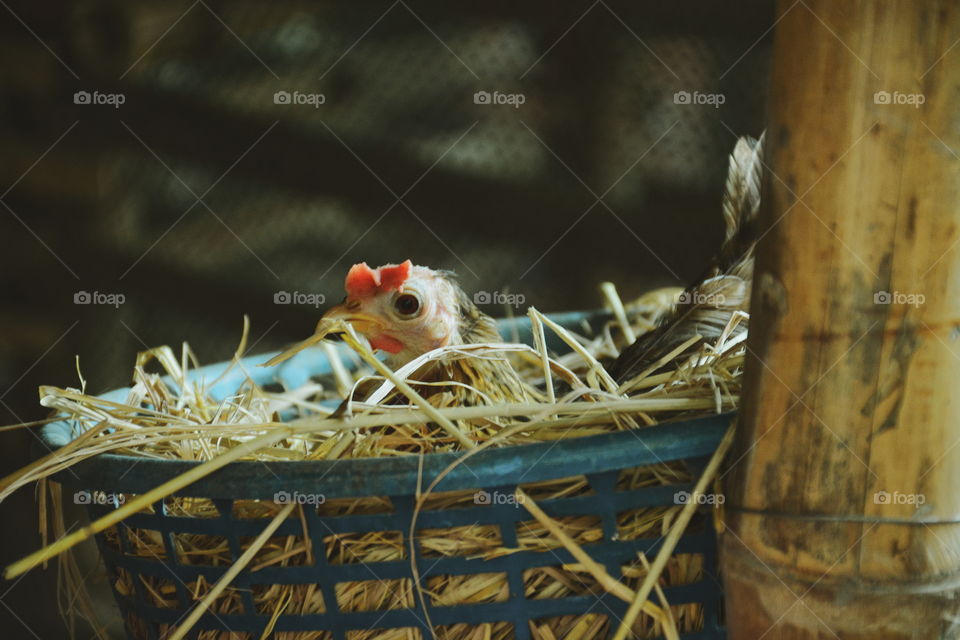 Cute and beautiful of dwarf chicken in the farm
